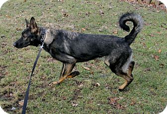 Cantrall Il Belgian Malinois Meet Zierra A Pet For Adoption