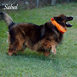Thumbnail photo of Sable in CT #2