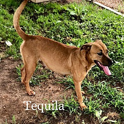 Thumbnail photo of Tequila #1