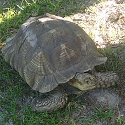 Photo of Sulcata Tortoises-2