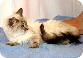 Gaithersburg Md Ragdoll Meet Meesha A Pet For Adoption