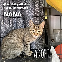 adopt a pet