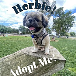 Thumbnail photo of Weston - AKA Herbie #1