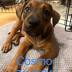 Photo of Cosmo