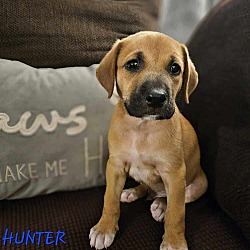 Thumbnail photo of Hunter (Valley Duo) #1