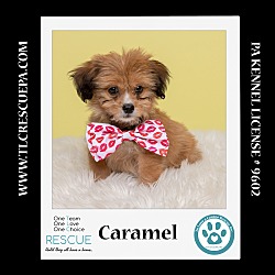 Thumbnail photo of Caramel (Ten Spots) 082424 #1