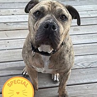 adopt a pet