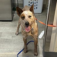 adopt a pet