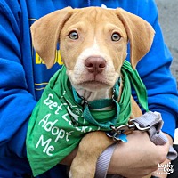adopt a pet
