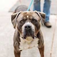 adopt a pet