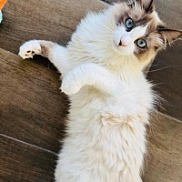 adopt a pet