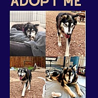 adopt a pet
