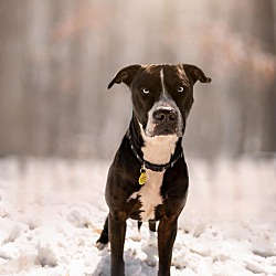 Thumbnail photo of Rambo #2