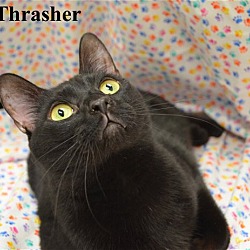 Photo of Thrasher