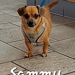 Photo of Sammy