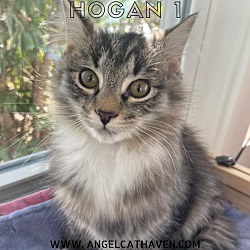 Photo of Hogan 1