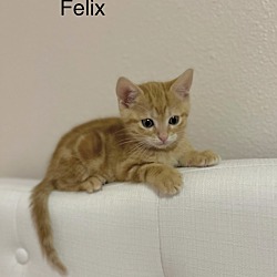 Thumbnail photo of Felix #2