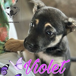 Photo of Violet