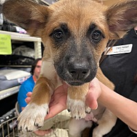 adopt a pet