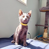 adopt a pet