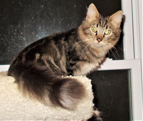 Chattanooga Tn Domestic Mediumhair Meet Benji A Pet For Adoption