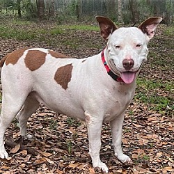 Photo of Sassafras