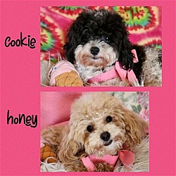 Photo of Honey and Cookie