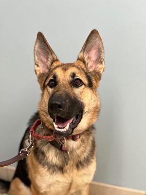 Hampton, VA - German Shepherd Dog. Meet Wilma a Pet for Adoption ...