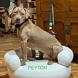 Photo of Peyton