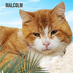 Thumbnail photo of Malcolm #4