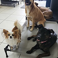 adopt a pet