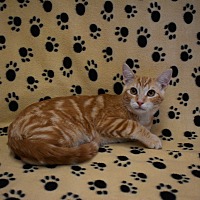 adopt-pet