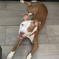 adopt a pet