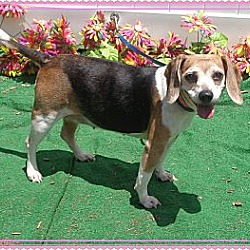 Thumbnail photo of Siri - Adorable Beagle Girl! #2