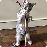 Adopted Pets At Brenda S Cat Rescue In Philadelphia Pennsylvania