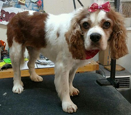 Doylestown Pa Cavalier King Charles Spaniel Meet Princess Jane A Pet For Adoption