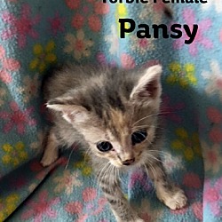 Thumbnail photo of Pansy #2
