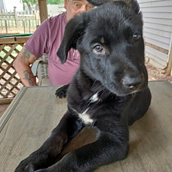 Photo of Puppy1