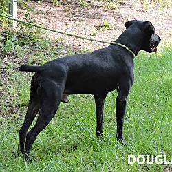 Thumbnail photo of Douglas #4