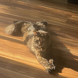 Photo of Nala