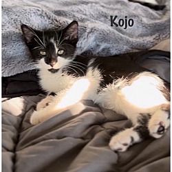 Photo of Kojo