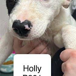 Thumbnail photo of Holly B391 #1