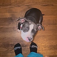 adopt a pet