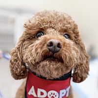 adopt a pet