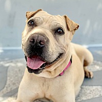 adopt a pet