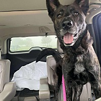 adopt-pet