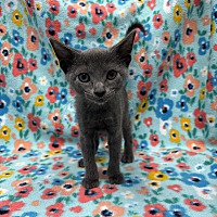 adopt a pet