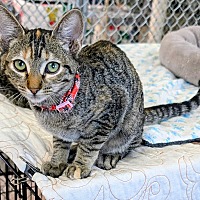 adopt-pet