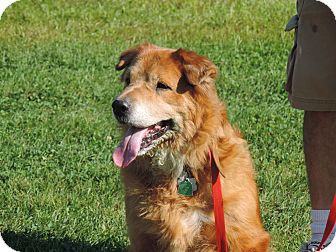 North Haverhill, NH - Shar Pei. Meet Penny a Dog for Adoption.