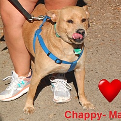 Thumbnail photo of Chappy #2